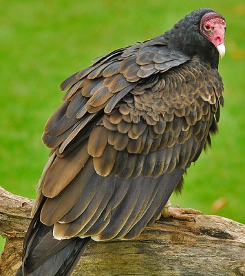 Turkey Vulture 1
