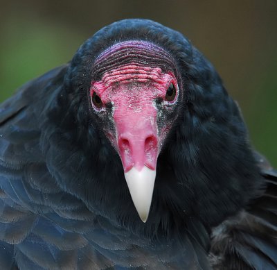 Turkey Vulture 2