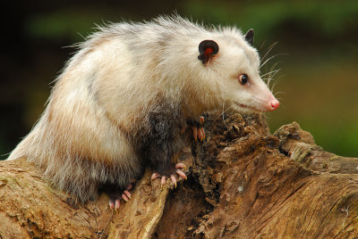Opossum 1