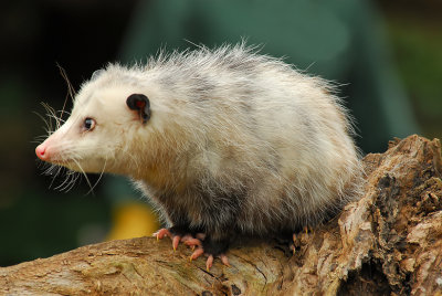 Opossum 2