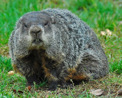 Woodchuck or Groundhog 1