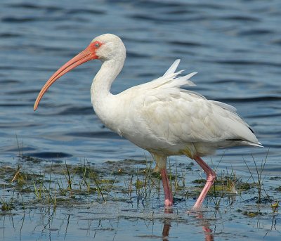White Ibis
