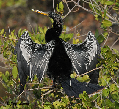 Anhinga Drying His Wings