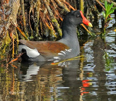 Common Moorhen