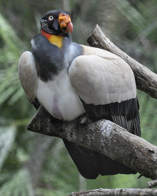 King Vulture