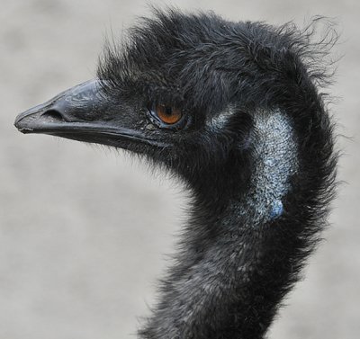 Emu