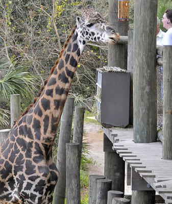 Brevard Zoo, Melbourne, Florida