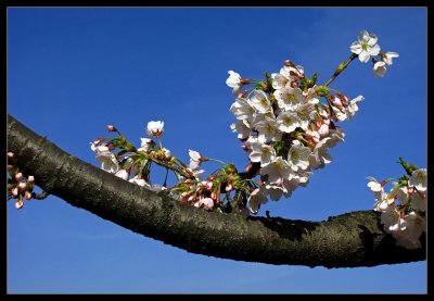 Cherry_Blossom.jpg