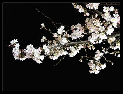 Cherry_Blossom_II.jpg