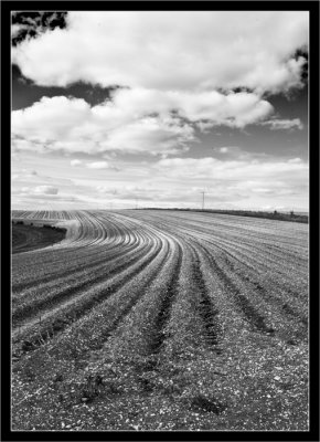 Furrows.
