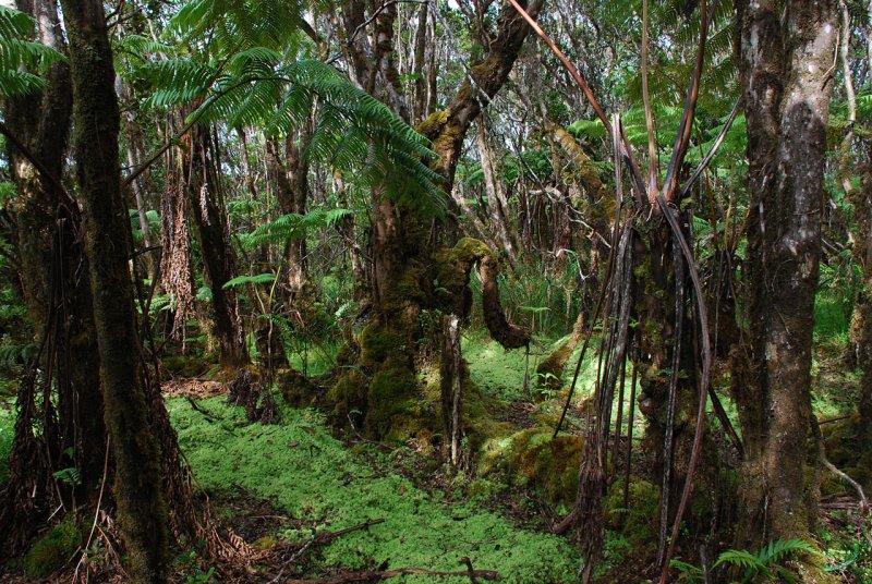 Sphagnum Carpet