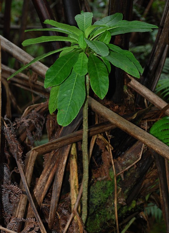 Lobelioid
