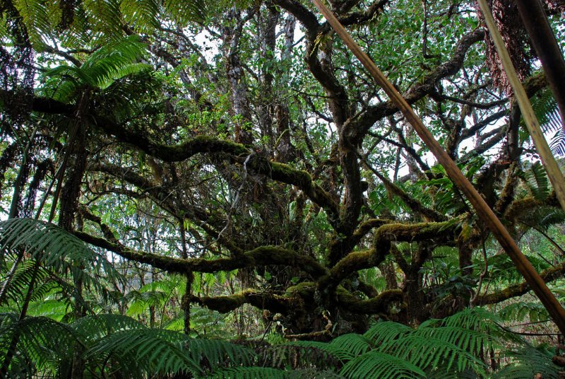 Mossy Branches