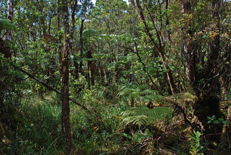 Rainforest