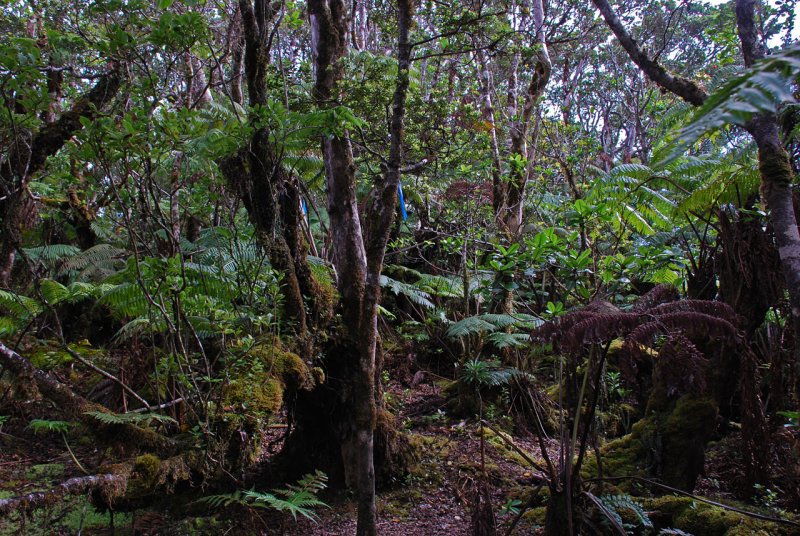 Rainforest