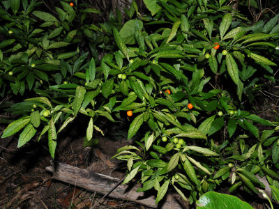 Solanum Pseudocapsicum?