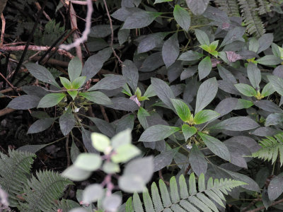 Cyrtandra Menziesii