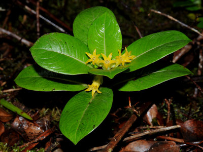 Loganiaceae (Strychnine Family) - Kamakahala