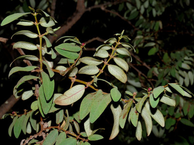 'Akoko Flower