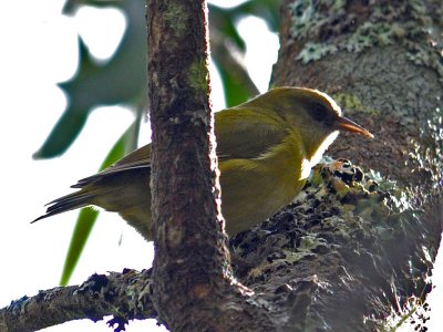 Hawai'i Creeper
