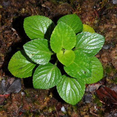 Viola Maviensis