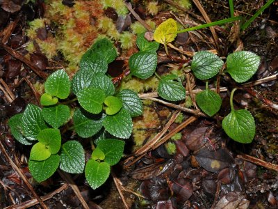 Violaceae - The Violet Family