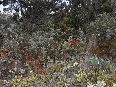 Mauna Loa Silversword Plantation