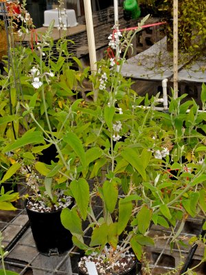 Haplostachys Haplostachya