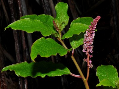 Phytolaccaceae (Pokeweed Family) - Popolo Ku Mai