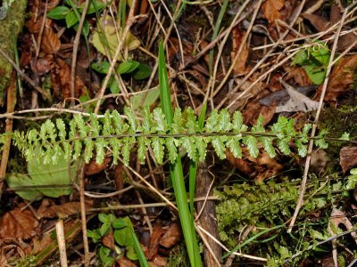 Asplenium Macraei?