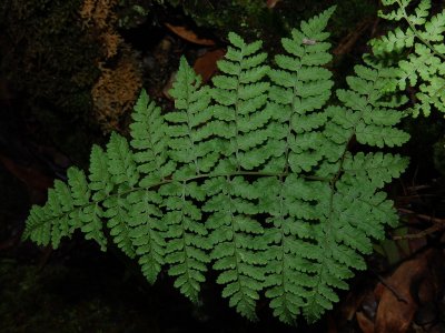 Dryopteris sp.
