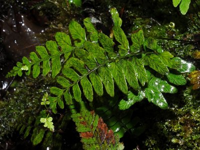 Asplenium Lobulatum