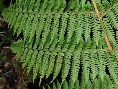 Dryopteris Unidentata?