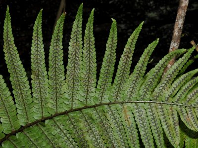 Dryopteris Fusco-Atra