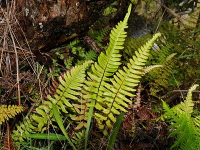 Blechnum Appendiculatum