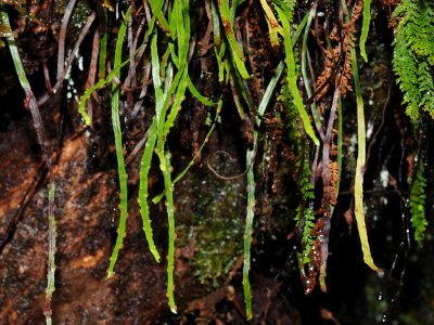 Kolokolo (g. tenella)