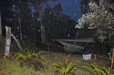 Kona Unit, Hakalau Forest NWR