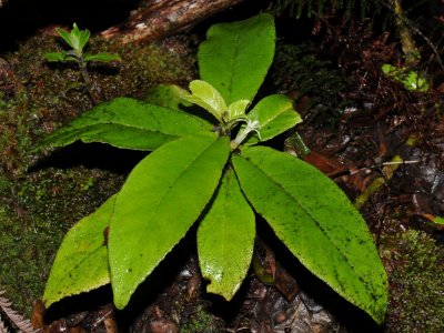 Cyanea Floribunda