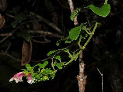 Saddle Ma'ohi'ohi