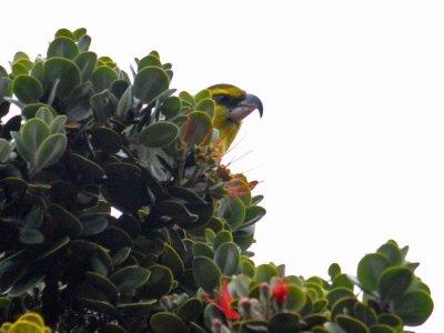 Maui Parrotbill
