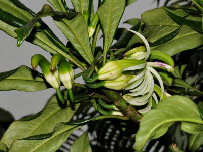 Clermontia Hawaiiensis Flowers