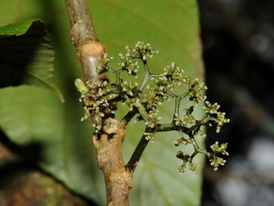 Opuhe Female Flowers