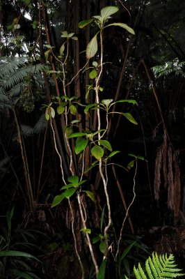 Cyrtandra Giffardii Tree