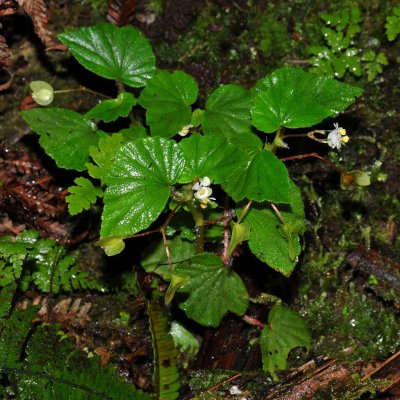 Begonia Hirtella