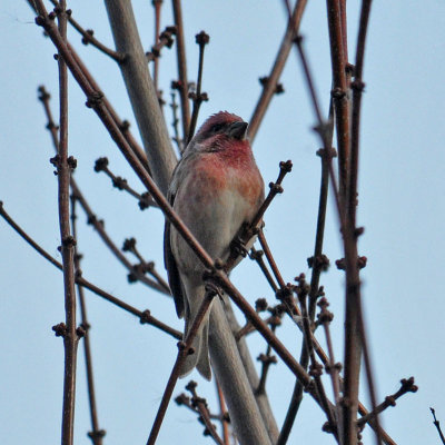 Purple Finch