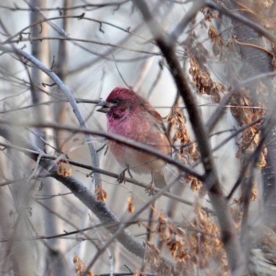 Purple Finch