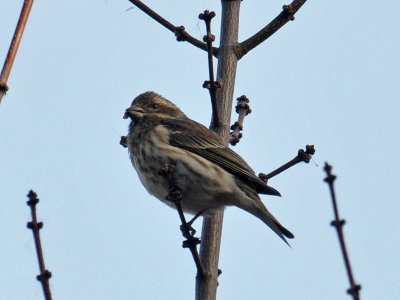 Purple Finch