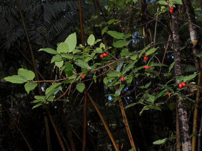 'Akia Fruits