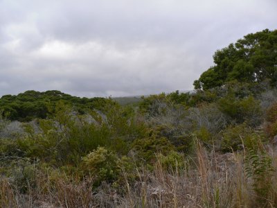 Mauna Loa Strip