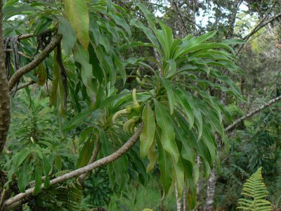 Clermontia Pyrularia